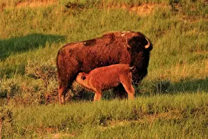 Great Plains Prints: American Bison (Bison bison) Young calf nursing with mother