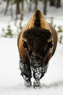 Winter Ranges Prints: American bison bull walking on snowy park road, Yellowstone National Park, Wyoming, USA