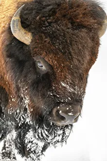 Wyoming Prints: American bison bull walking on snowy park road, Yellowstone National Park, Wyoming, USA