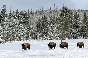 Winter Ranges Prints: American bison foraging in the snow in winter, Yellowstone National Park, Wyoming, USA