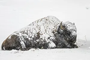Wyoming Prints: American Bison/Plains bison (Bison bison bison), Yellowstone National Park, Wyoming, USA