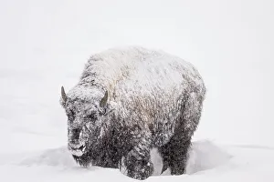 Wyoming Prints: American Bison/Plains bison (Bison bison bison), Yellowstone National Park, Wyoming, USA