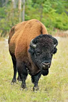 Environmental Prints: American bison Wood buffalo (Bison bison) Roadside bull grazing on grasses