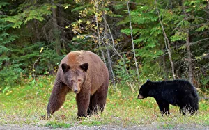 American black bear (Ursus americanus). Cinnamon phase. Prince Albert National Park, Saskatchewan, Canada