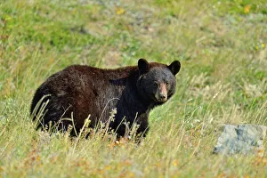 Foothills Prints: American black bear (Ursus americanus), Waterton Lakes National Park, Alberta, Canada