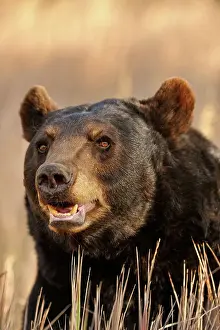 Omnivore Prints: American Black bear (Ursus americanus) Captive raised, Bozeman, Montana, USA