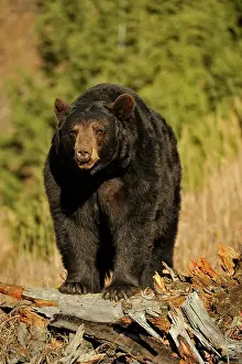 American Black bear (Ursus americanus) Captive raised, Bozeman, Montana, USA