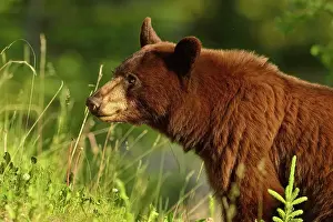 Colour Morphs Prints: American Black bear (Ursus americanus) Cinnamon variety feeding on roadside plants