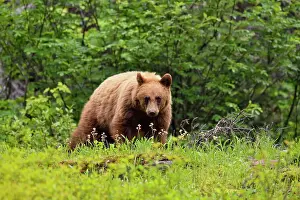 Montana Prints: American Black bear (Ursus americanus) Cinnamon variety foraging in woodland
