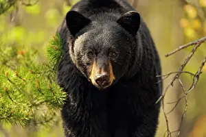 Wandering Prints: American Black bear (Ursus americanus) Feeding on grasses and dandelions in spring
