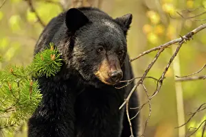 Wandering Prints: American Black bear (Ursus americanus) Feeding on grasses and dandelions in spring