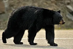 Highways Prints: American Black bear (Ursus americanus) Feeding on grasses and dandelions in spring