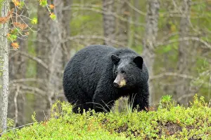 Subarctic Prints: American black bear (Ursus americanus) foraging in cranberry patch