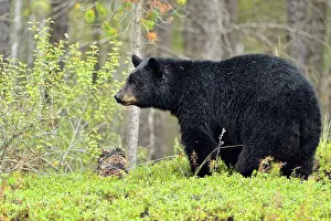 Subarctic Prints: American black bear (Ursus americanus) foraging in cranberry patch