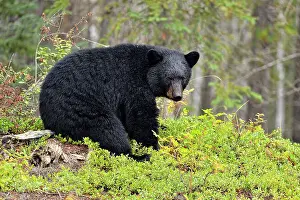 Subarctic Prints: American black bear (Ursus americanus) foraging in cranberry patch