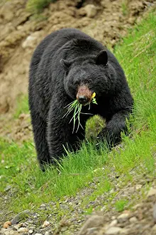 Slopes Prints: American Black bear (Ursus americanus Foraging for dandelions and grass in springtime)