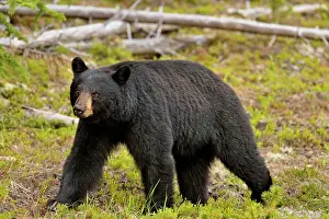 Omnivore Prints: American Black bear (Ursus americanus) Foraging for roadside plants