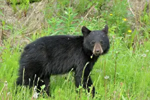Ursidae Prints: American black bear (Ursus americanus) Near Whistler, British Columbia, Canada