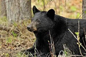 Omnivore Prints: American Black bear (Ursus americanus) Roadside specimen feeding on grasses and plants in spring