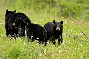 Omnivore Prints: American Black bear (Ursus americanus) Sow and cubs foraging near road