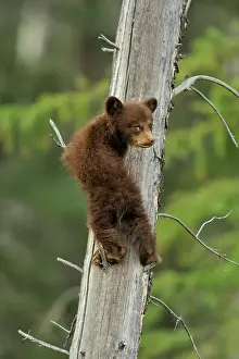 Environmental Prints: American Black bear (Ursus americanus) Young cub in the safety of a dead snag