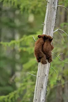 Colour Morphs Prints: American Black bear (Ursus americanus) Two young cubs playing in the safety of a dead snag