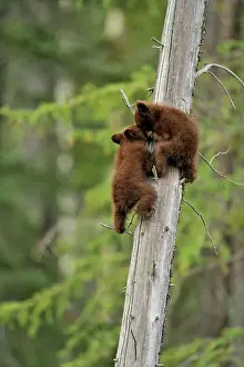 Colour Morphs Prints: American Black bear (Ursus americanus) Two young cubs playing in the safety of a dead snag