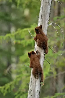 Environmental Prints: American Black bear (Ursus americanus) Two young cubs playing in the safety of a dead snag