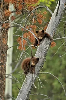 Colour Morphs Prints: American Black bear (Ursus americanus) Two young cubs playing in the safety of a dead snag