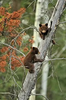 Colour Morphs Prints: American Black bear (Ursus americanus) Two young cubs playing in the safety of a dead snag