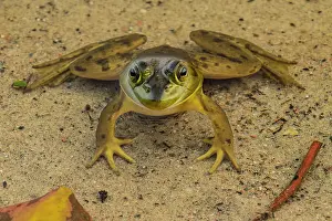 Lakeshores Prints: American bullfrog (Lithobates catesbeianus or Rana catesbeiana)