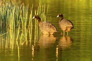 Perching Prints: American coot (Fulica Americana), Estero Llano Grande State Park, Weslaco, Texas, USA