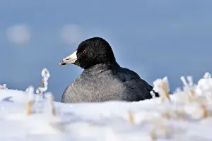 Loafing Prints: American coot (Fulica Americana) Resting in fresh snow near frozen pond
