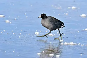 Loafing Prints: American coot (Fulica Americana) Walking on frozen pond