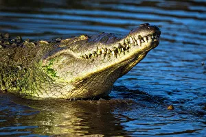 Crocodiles Prints: American crocodile (Crocodylus acutus), Tarcoles River, Tarcoles, Puntarenas, Costa Rica