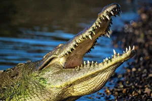 Crocodiles Prints: American crocodile (Crocodylus acutus), Tarcoles River, Tarcoles, Puntarenas, Costa Rica