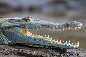 Crocodiles Prints: American crocodile (Crocodylus acutus), Rio Tarcoles, Tarcoles, Puntarenas, Costa Rica