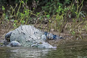 American Crocodile (Crocodylus acutus), San Carlos River, Costa Rica