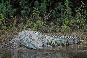 Rain Forest Prints: American Crocodile (Crocodylus acutus), San Carlos River, Costa Rica