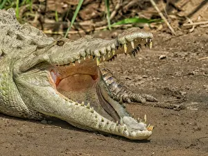 Crocodiles Prints: American crocodile (Crocodylus acutus) basking on the San Carlos River