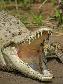 Crocodiles Prints: American crocodile (Crocodylus acutus) basking on the San Carlos River