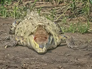 Crocodiles Prints: American crocodile (Crocodylus acutus) basking on the San Carlos River