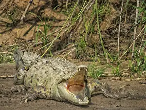 Crocodiles Prints: American crocodile (Crocodylus acutus) basking on the San Carlos River