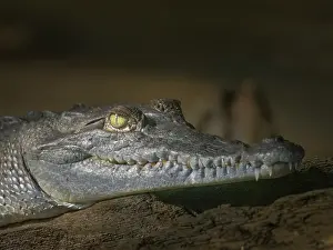 Crocodiles Prints: American crocodile (Crocodylus acutus) basking on the San Carlos River