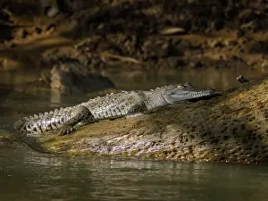 Crocodiles Prints: American crocodile (Crocodylus acutus) basking on the San Carlos River