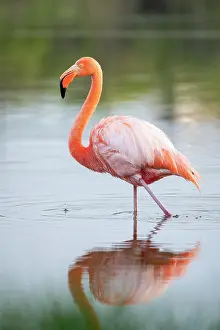 Ecuadorian Prints: American Flamingo, Isla Isabela, Galapagos Islands, Ecuador