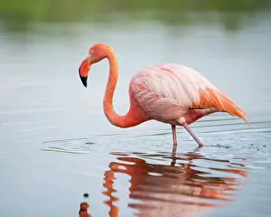 Ecuadorian Prints: American Flamingo, Isla Isabela, Galapagos Islands, Ecuador