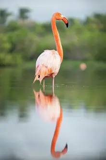 Ecuadorian Prints: American Flamingo, Isla Isabela, Galapagos Islands, Ecuador