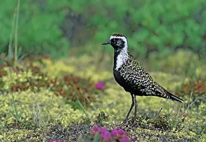 American Golden-Plover (Pluvialis dominica) on tundra Churchill, Manitoba, Canada