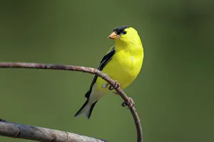 Feathers Prints: American goldfinch (Carduelis tristis), Greater Sudbury, Ontario, Canada